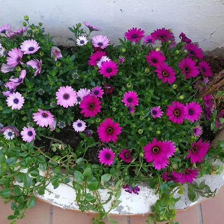 Askania By Costablancarent * Denia