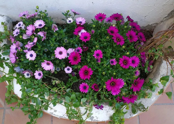 Askania By Costablancarent * Denia